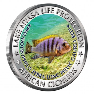 Copper Colored Coin PSEUDOTROPHEUS ZEBRA LONG PELVIC GALIREA REEF 2010 "African Cichlids” Series, Malawi 